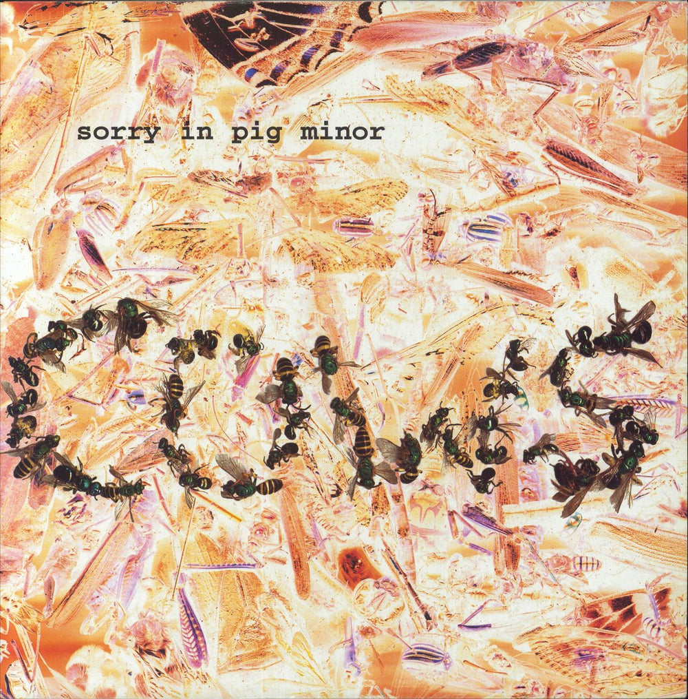 Cows Sorry In Pig Minor US vinyl LP album (LP record) AMREP066-1